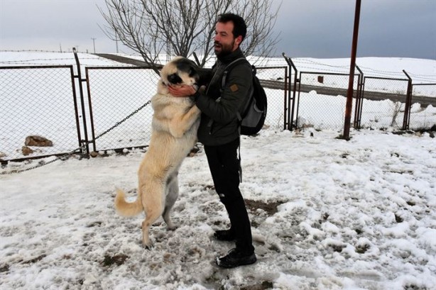 Foto - İtalyanlardan kurt saldırılarına karşı 'kangal' çözümü!