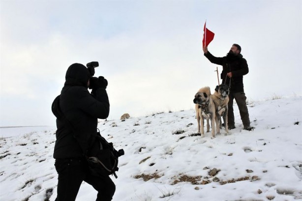 Foto - İtalyanlardan kurt saldırılarına karşı 'kangal' çözümü!