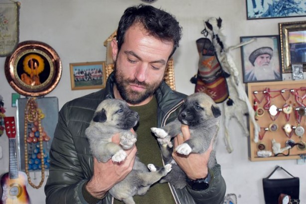Foto - İtalyanlardan kurt saldırılarına karşı 'kangal' çözümü!