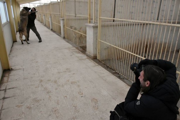 Foto - İtalyanlardan kurt saldırılarına karşı 'kangal' çözümü!