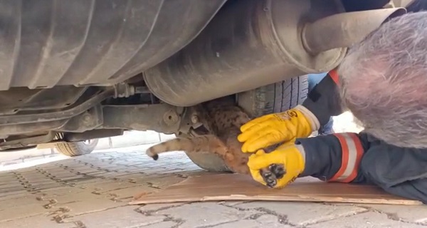 İtfaiye ekipleri seferber oldu! Yaramaz kedi bakın nereye saklanmış