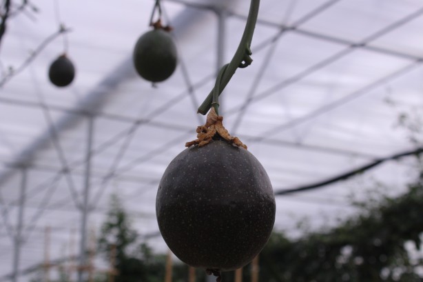 Foto - İthal meyveyi Vietnam'da görüp Türkiye'de üretmeye başladı! Aldığı sonuç şaşkına çevirdi