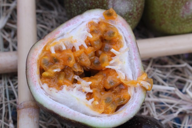 Foto - İthal meyveyi Vietnam'da görüp Türkiye'de üretmeye başladı! Aldığı sonuç şaşkına çevirdi