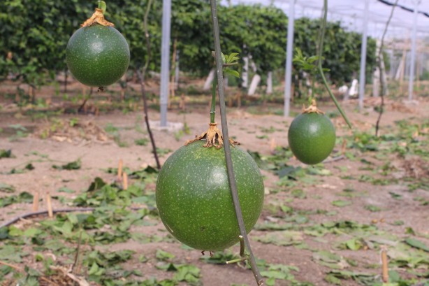 Foto - İthal meyveyi Vietnam'da görüp Türkiye'de üretmeye başladı! Aldığı sonuç şaşkına çevirdi