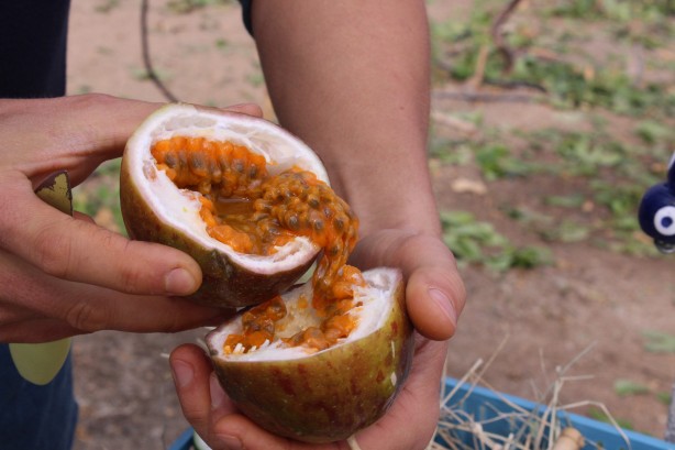 Foto - İthal meyveyi Vietnam'da görüp Türkiye'de üretmeye başladı! Aldığı sonuç şaşkına çevirdi