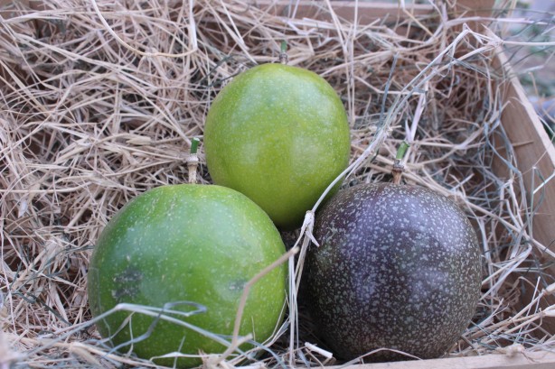 İthal meyveyi Vietnam'da görüp Türkiye'de üretmeye başladı! Aldığı sonuç şaşkına çevirdi