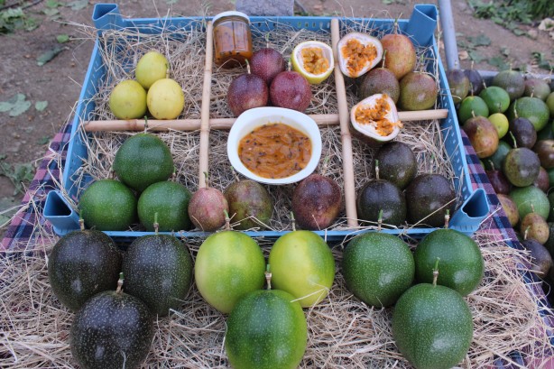 Foto - İthal meyveyi Vietnam'da görüp Türkiye'de üretmeye başladı! Aldığı sonuç şaşkına çevirdi