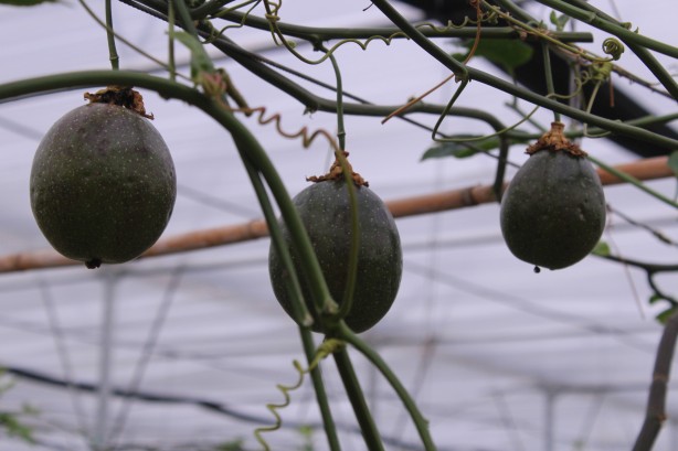 Foto - İthal meyveyi Vietnam'da görüp Türkiye'de üretmeye başladı! Aldığı sonuç şaşkına çevirdi