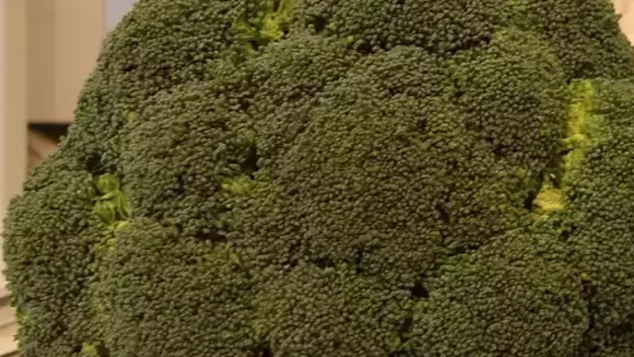 Foto - İyi gelmediği hastalık neredeyse yok! Brokoli, sadece yemeklere renk katmakla kalmaz, kansere karşı en etkili besin