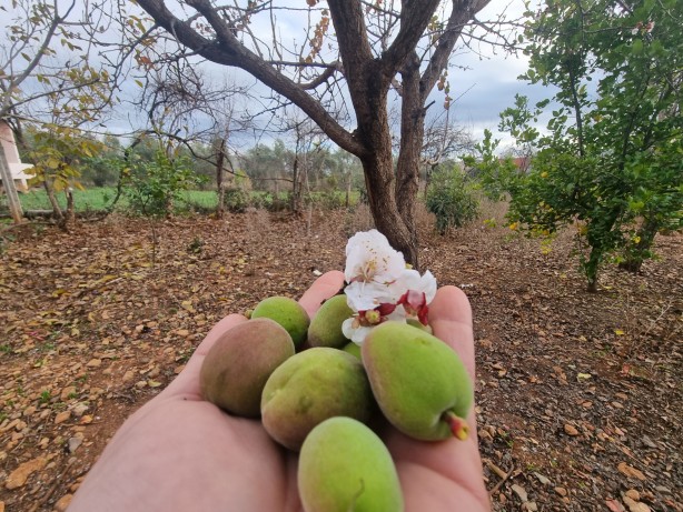 İyi görünüyor ama değil! Kayısı ağacı kış ortasında çiçek açtı