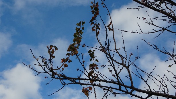 Foto - İyi görünüyor ama değil! Kayısı ağacı kış ortasında çiçek açtı