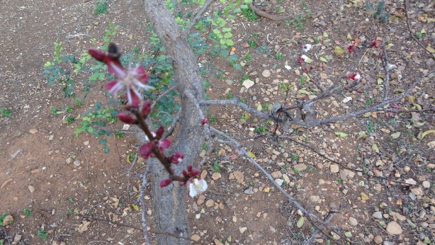 Foto - İyi görünüyor ama değil! Kayısı ağacı kış ortasında çiçek açtı