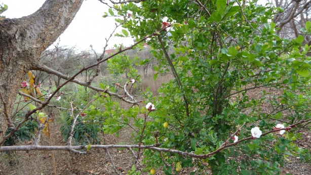Foto - İyi görünüyor ama değil! Kayısı ağacı kış ortasında çiçek açtı