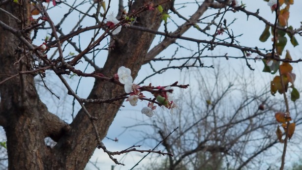 Foto - İyi görünüyor ama değil! Kayısı ağacı kış ortasında çiçek açtı