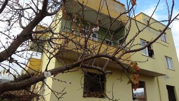 Foto - İyi görünüyor ama değil! Kayısı ağacı kış ortasında çiçek açtı