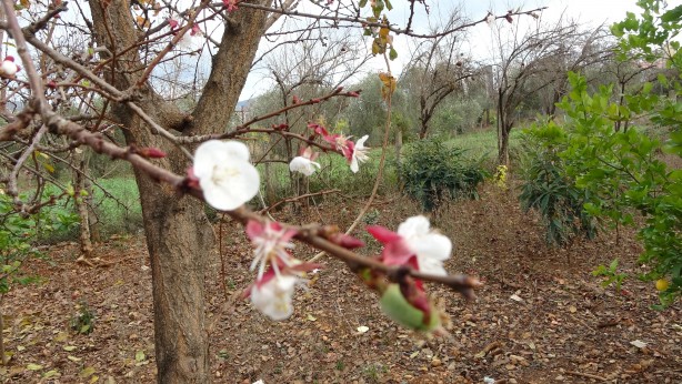 Foto - İyi görünüyor ama değil! Kayısı ağacı kış ortasında çiçek açtı