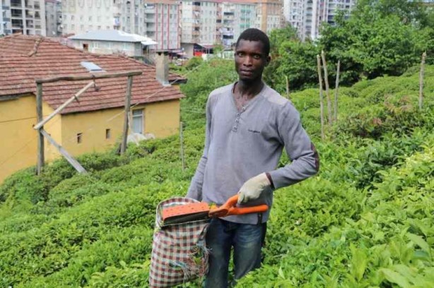 Foto - Rize’de çay tarım arazilerinde Senegalliler de çalışıyor