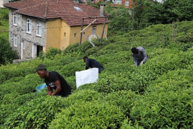 Foto - Rize’de çay tarım arazilerinde Senegalliler de çalışıyor