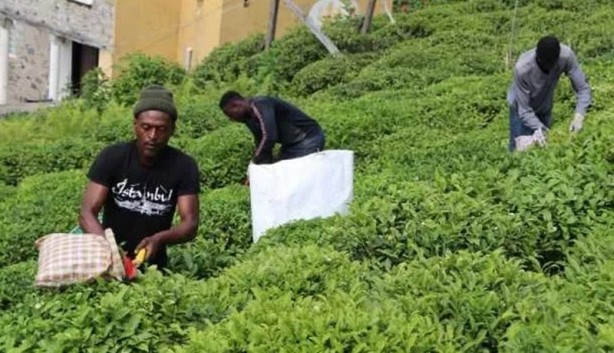 Foto - Rize’de çay tarım arazilerinde Senegalliler de çalışıyor