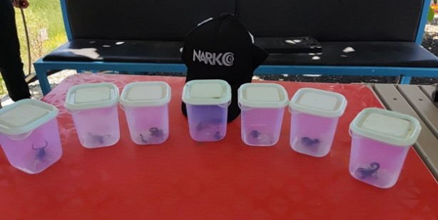 Foto - İzinsiz akrep toplayanlara ceza yağdı!