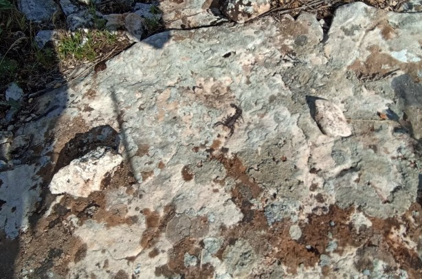 Foto - İzinsiz akrep toplayanlara ceza yağdı!