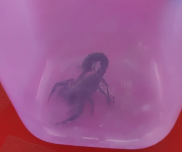 İzinsiz akrep toplayanlara ceza yağdı!