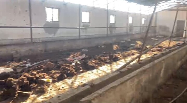 Foto - İzleyenlerin midesi bulanacak! Ekipler bile şaşkına döndü