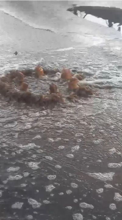 Foto - İzmir Büyükşehir Belediyesi cezayı yedi! Kötü koku bıktırdı