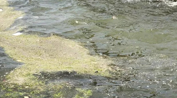 Foto - İzmir Körfezi'nde deniz marulu istilası! Uyarı yapıldı