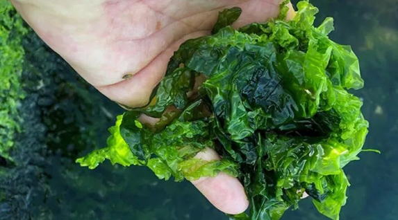 Foto - İzmir Körfezi'nde deniz marulu istilası! Uyarı yapıldı