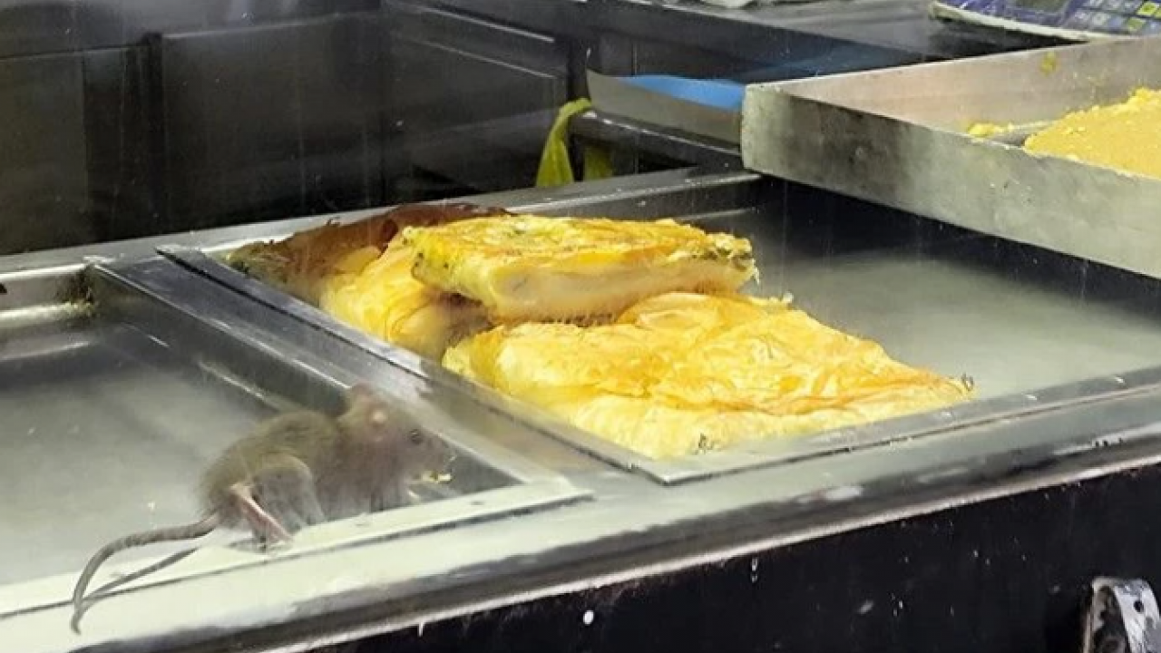 İzmir’de iğrenç görüntü! Böreklerin arasında dolandı