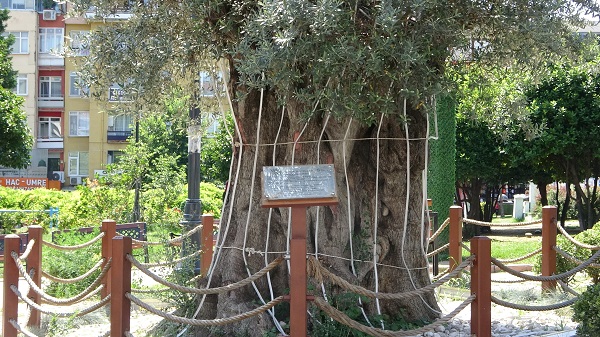 Foto - İzmir'de kesilen zeytin ağacının hikayesi! 600 yıllık ağaç başka şehre taşındı