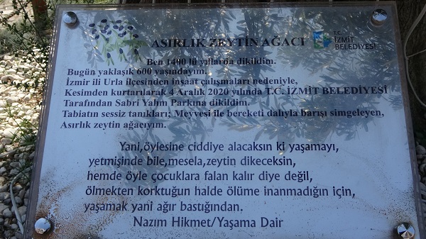 Foto - İzmir'de kesilen zeytin ağacının hikayesi! 600 yıllık ağaç başka şehre taşındı