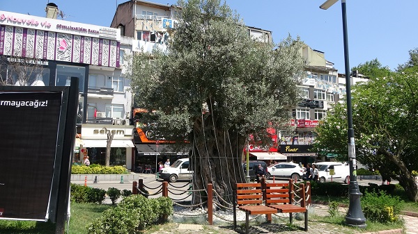 Foto - İzmir'de kesilen zeytin ağacının hikayesi! 600 yıllık ağaç başka şehre taşındı