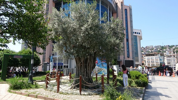 Foto - İzmir'de kesilen zeytin ağacının hikayesi! 600 yıllık ağaç başka şehre taşındı