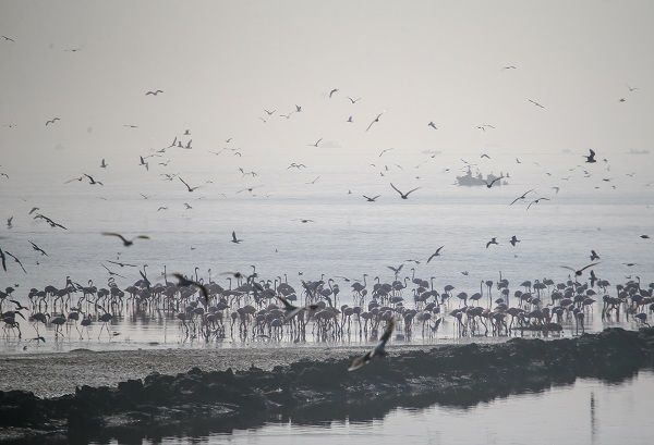 Foto - İzmir'de kış kuşu sayısında artış gözleniyor