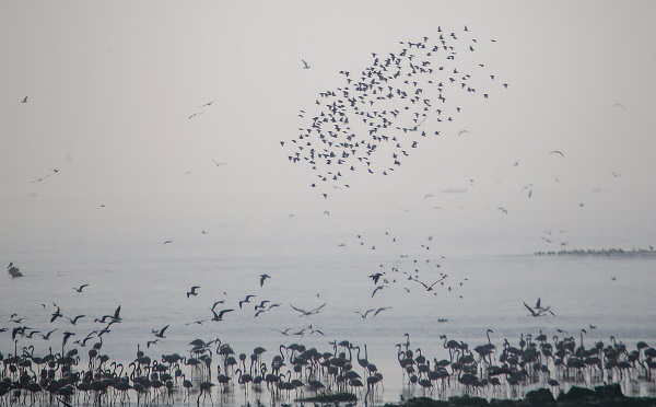 Foto - İzmir'de kış kuşu sayısında artış gözleniyor