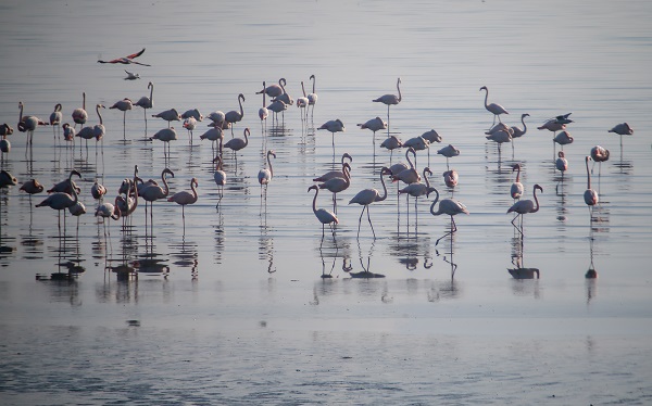 Foto - İzmir'de kış kuşu sayısında artış gözleniyor