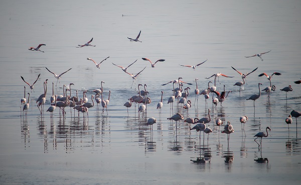 Foto - İzmir'de kış kuşu sayısında artış gözleniyor