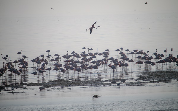 Foto - İzmir'de kış kuşu sayısında artış gözleniyor
