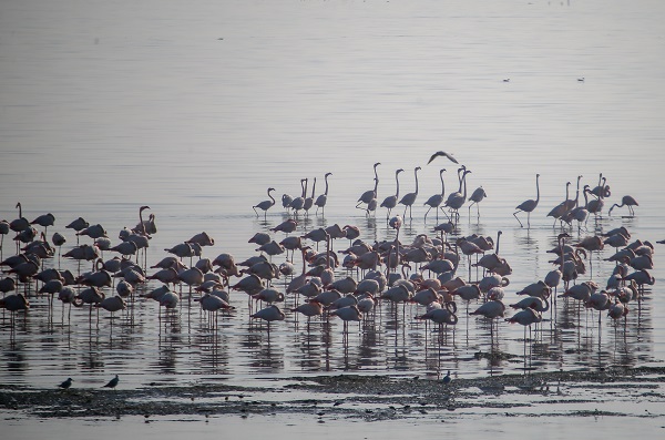 Foto - İzmir'de kış kuşu sayısında artış gözleniyor