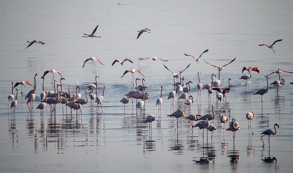 İzmir'de kış kuşu sayısında artış gözleniyor