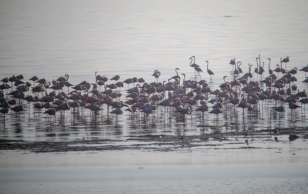 Foto - İzmir'de kış kuşu sayısında artış gözleniyor