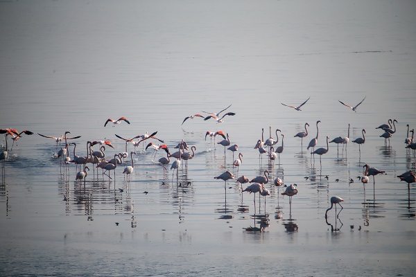 Foto - İzmir'de kış kuşu sayısında artış gözleniyor