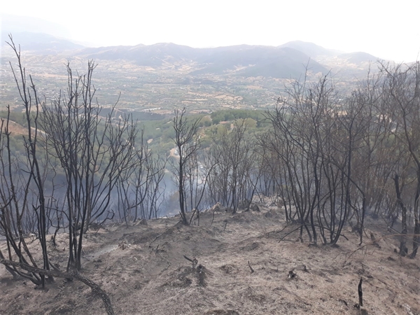 Foto - İzmir'de orman yangını