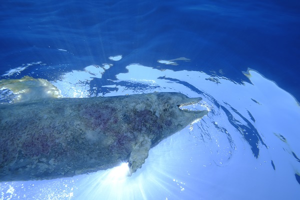 Foto - İzmir’de şaşırtan olay! Kuyruğuna taş bağlı halde bulundu
