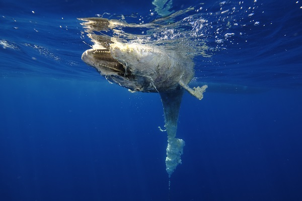 Foto - İzmir’de şaşırtan olay! Kuyruğuna taş bağlı halde bulundu