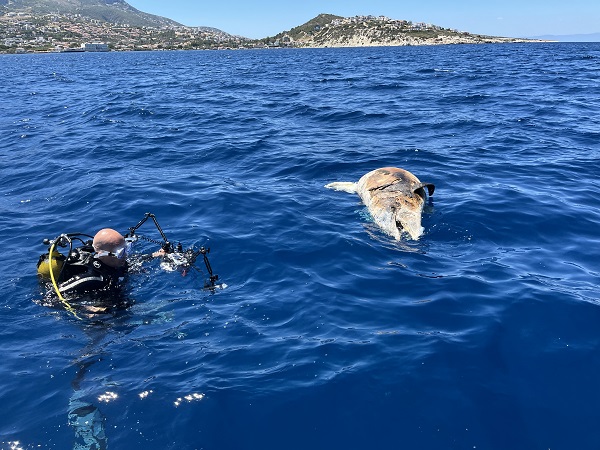 Foto - İzmir’de şaşırtan olay! Kuyruğuna taş bağlı halde bulundu