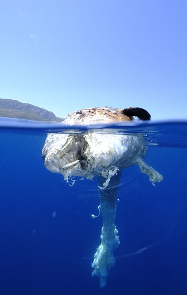 Foto - İzmir’de şaşırtan olay! Kuyruğuna taş bağlı halde bulundu