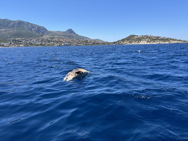 Foto - İzmir’de şaşırtan olay! Kuyruğuna taş bağlı halde bulundu